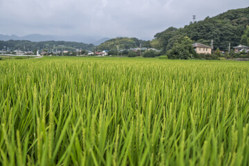 田んぼ, 緑, 自然, 稲, 食べ物, 米
