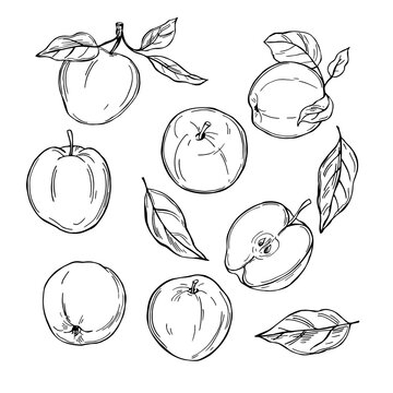 Hand drawn apples. Fruits on white background.  Vector sketch  illustration.