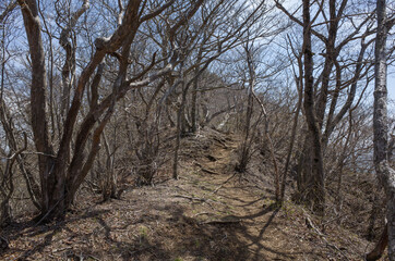 Trail near the summit of Mt.Honjagamaru, Yamanashi Prefecture, Japan.