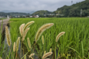 田んぼ, 緑, 自然, 稲, 食べ物, 米