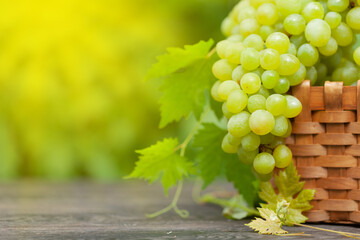 Ripe white grape on wooden table in vineyard
