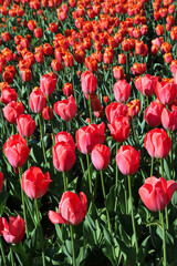 Obraz premium Bright beautiful red tulips lit by the sun