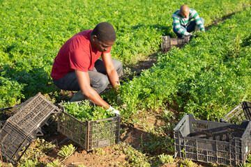 Portrait of skilled African American working on farm field during harvest of parsley in summertime.