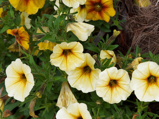 Obraz na płótnie Canvas Petunia x Calibrachoa hybrid - Petunias Petchoa BeautiCal 'French Vanilla' with buttermilk vanilla petals and darker veined in center