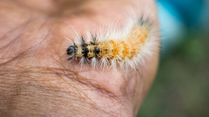Parasitoid of Bangladeshi hairy caterpillar, Spilosoma obliqua Walker parasitized by Adult of...