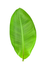 Green banana leaves with unique motifs, isolated on a white background, clipping path included