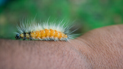 Parasitoid of Bangladeshi hairy caterpillar, Spilosoma obliqua Walker parasitized by Adult of Protapanteles
