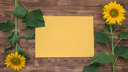 bright sunflowers on an old wooden background lie in buds in different directions, a yellow sheet for inserting text