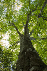 Loking up at the tree stretching up into the blue sky at Mt.Hongajamaru, Yamanashi Prefecture, Japan.