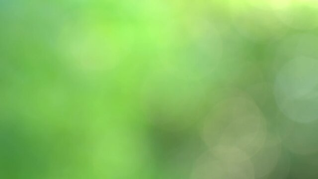 Abstract green bokeh blurred 4k video background with sun shine through defocused foliage of trees.