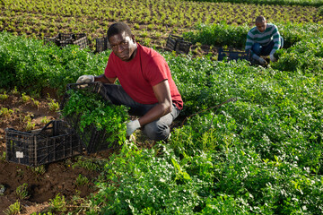 Focused African American male worker gathering harvest of parsley