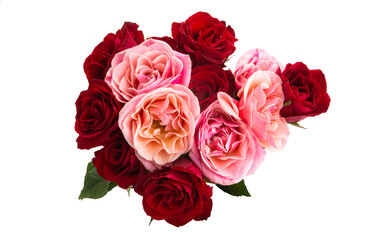 beautiful pink roses isolated