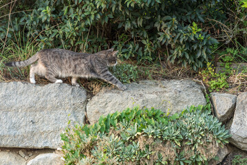 Katze jagt Beute