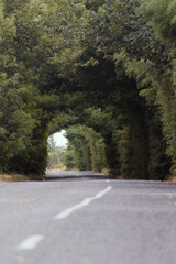 Tree branches bend over the road and form a  green arch. Empty road in the countryside with prospect into the distance through the trees. Arch of green trees.