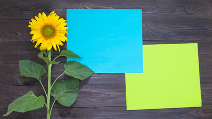 bright sunflower on old dark wooden background, green and blue leaf for text insertion