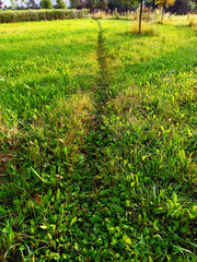 A narrow, slightly trodden straight path in green grass, stretching into the distance in the rays of the sunrise.