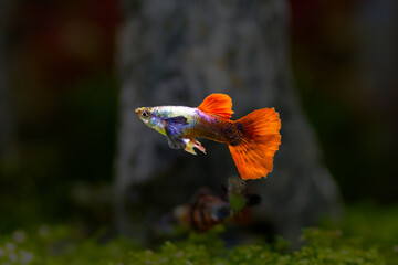 Fototapete bei efototapeten.de bestellen   