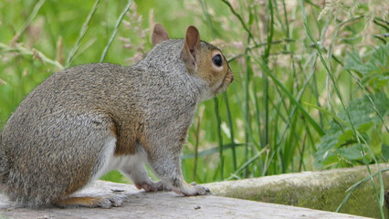 Grey squirrel searching for food