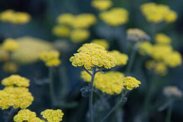 yellow dog biscuit flowers growing by the river
