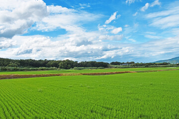 青空と雲と水田　鹿児島県出水市