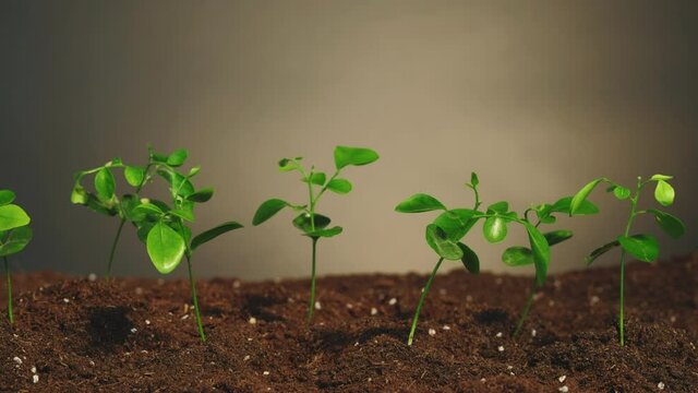 Plant cultivation. Earth day. Caring female hand touching young green seedlings growing in fertile soil isolated on dark background set of 2 loop. Nature fragility. Agricultural farming.