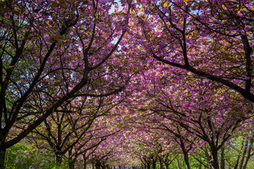 Ciliegi, natura e colori in primavera, strada sporca in mezzo al bosco e fiori di ciliegio