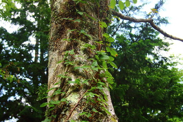 木の表面に伝うツタと苔