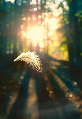 nature abstract background with flying feather. beautiful atmospheric and mysterious image of nature. 