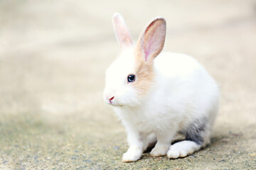 A cute little rabbit looking forward. Adorable rabbit sitting isolated on a gray background.