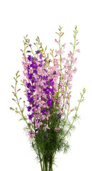 Obraz premium bouquet of meadow flowers isolated