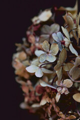 close up of a hydrangea autumn colors on black background
