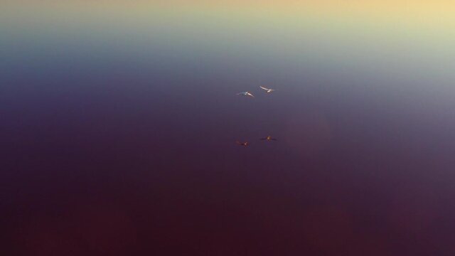 Wild geese fly over the pink lake