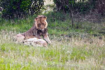 Fototapeta na wymiar Young African lion is resting