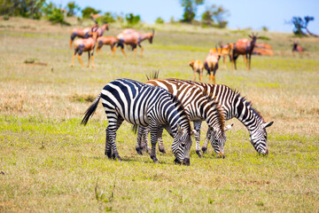 Fototapeta na wymiar African Safari