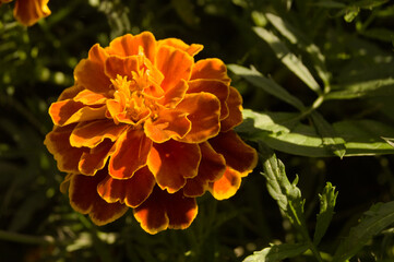Calendula flower on a summer day. 4