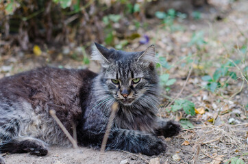 The street cat lies on the grass. Pet. Spotted color of the cat.