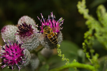 Bumblebee on a Lopian flower on a summer day.