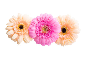 beautiful gerbera isolated