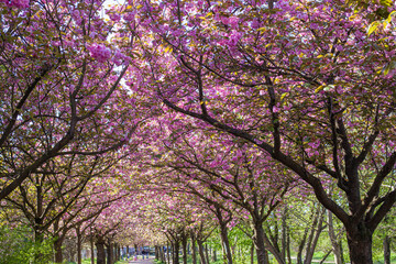 Fototapeta premium Ciliegi, natura e colori in primavera, strada sporca in mezzo al bosco e fiori di ciliegio
