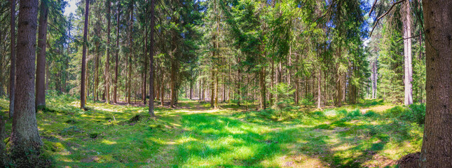 Panorama of pine forest trees on a sunny day