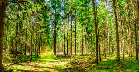 Panorama of pine forest trees on a sunny day