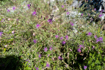 The view from the mountain