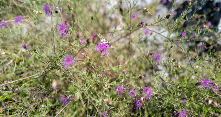 The view from the mountain