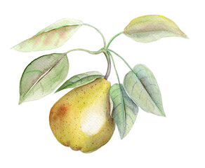 Yellow pear vintage watercolor botanical illustration on a white background