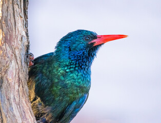 Green Woodland Hoopoe
