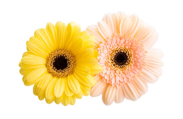 beautiful gerbera isolated