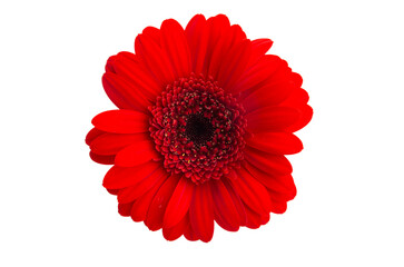 beautiful gerbera isolated