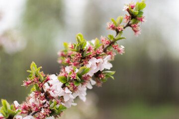 Zhigulevsky state reserve