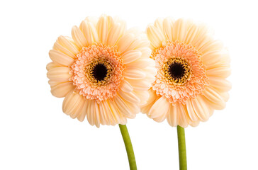 beautiful gerbera isolated