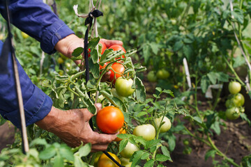 The farmer's hands are holding tomatoes. A farmer works in a greenhouse. Rich harvest concept - obrazy, fototapety, plakaty